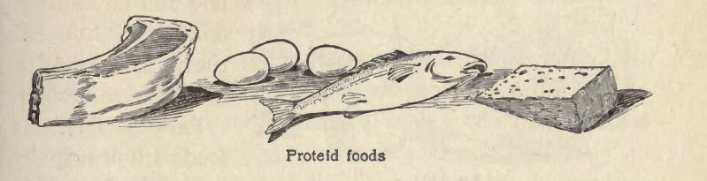 protein-foods-2